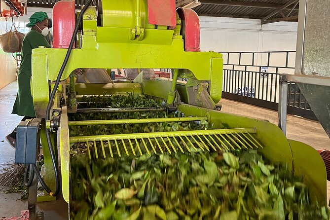 Tea Farm Experience at Riara Tea Farm And Factory Tour - Following the leaves into the factory
