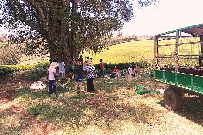 Tea Farm Experience at Riara Tea Farm And Factory Tour - Practical details before you reserve