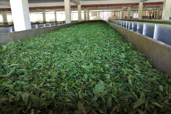 Tea Farm Experience at Riara Tea Farm And Factory Tour - My call: book it if you want the full tea story