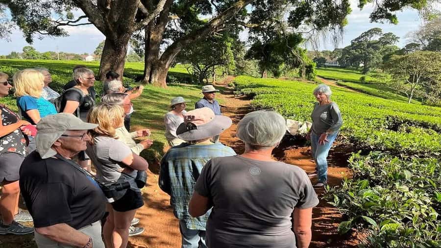 Tea Farm Tour From Nairobi (Kiambethu). - Key points to know before you book