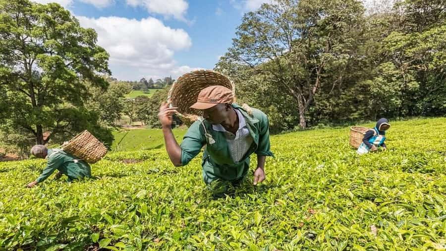 Tea Farm Tour From Nairobi (Kiambethu). - Leaving Nairobi for Limuru’s tea country