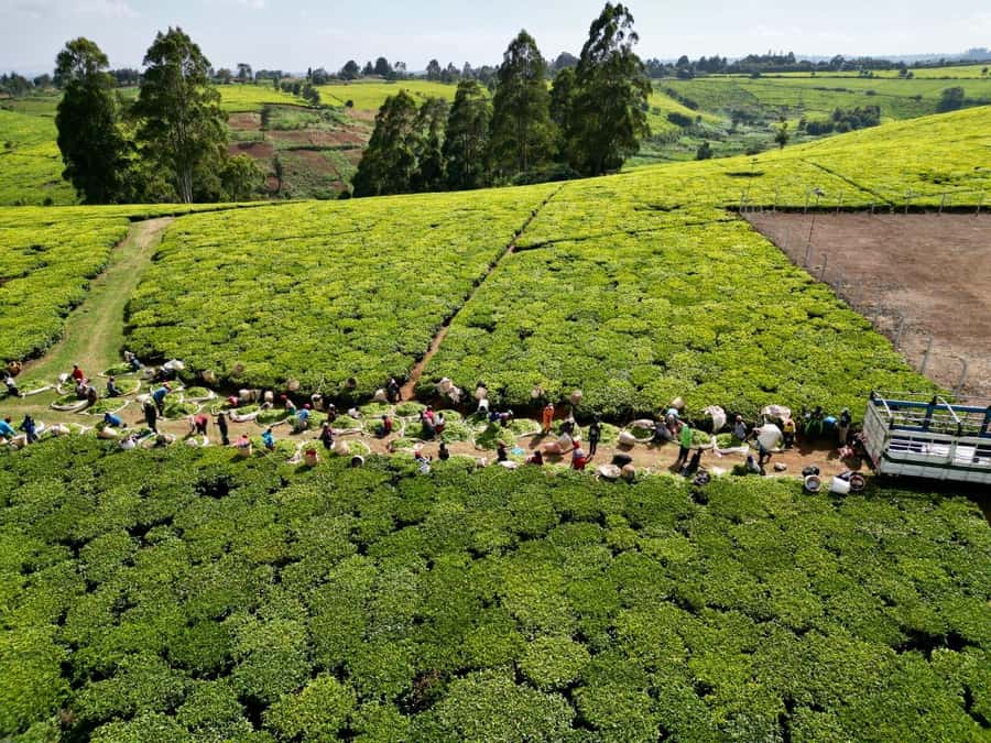 Tea Farm Tour From Nairobi (Kiambethu). - A forest walk beyond the tea rows