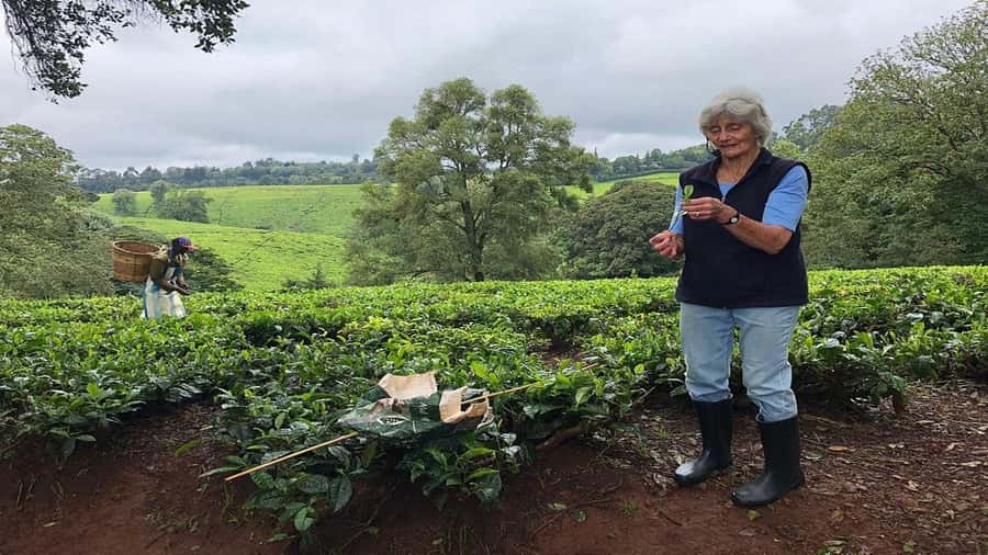 Tea Farm Tour From Nairobi (Kiambethu). - The colonial past deserves a clear place