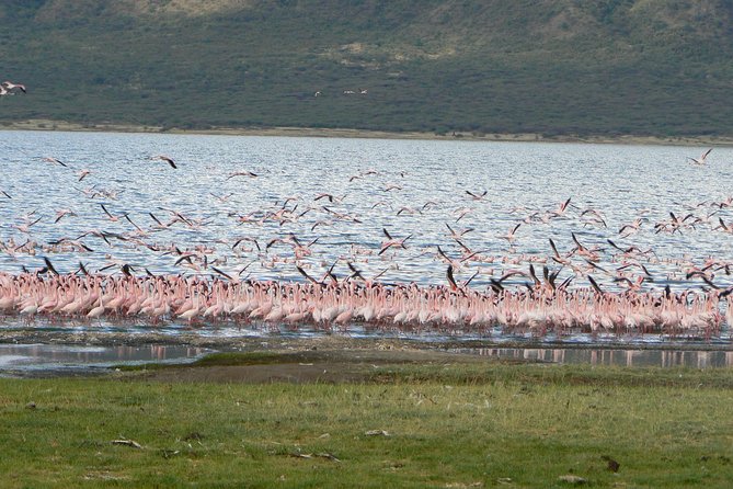 The Great Rift Valley Tour - L Bogoria, L Nakuru, L Naivasha and Hellsgate NP - Hell’s Gate, where the safari becomes active