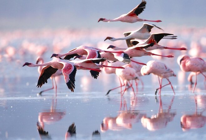Thrilling 6 Days Amboseli-Lake Nakuru-Maasai Mara Budget Safari - Key points to know before booking