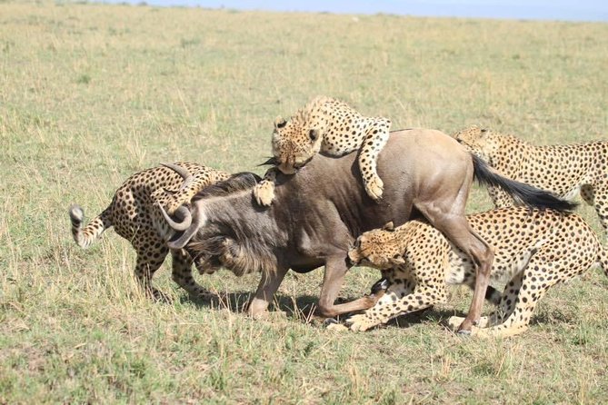 Thrilling 6 Days Amboseli-Lake Nakuru-Maasai Mara Budget Safari - Day 2: Elephants, wetlands, and Kilimanjaro