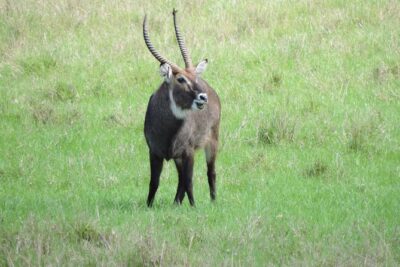 Thrilling 6 Days Amboseli-Lake Nakuru-Maasai Mara Budget Safari