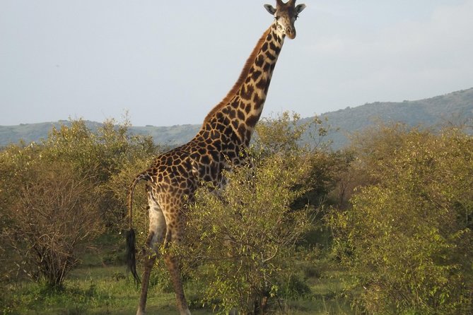 Thrilling 6 Days Amboseli-Lake Nakuru-Maasai Mara Budget Safari - Day 3: Lake Nakuru, rhinos, and a change of scenery