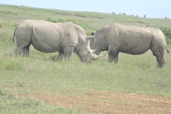 Thrilling 6 Days Amboseli-Lake Nakuru-Maasai Mara Budget Safari - Day 4: The road to Maasai Mara