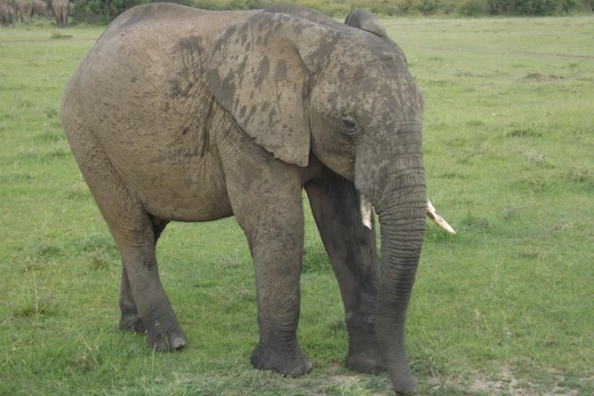 Thrilling 6 Days Amboseli-Lake Nakuru-Maasai Mara Budget Safari - Day 5: A full day in the Maasai Mara