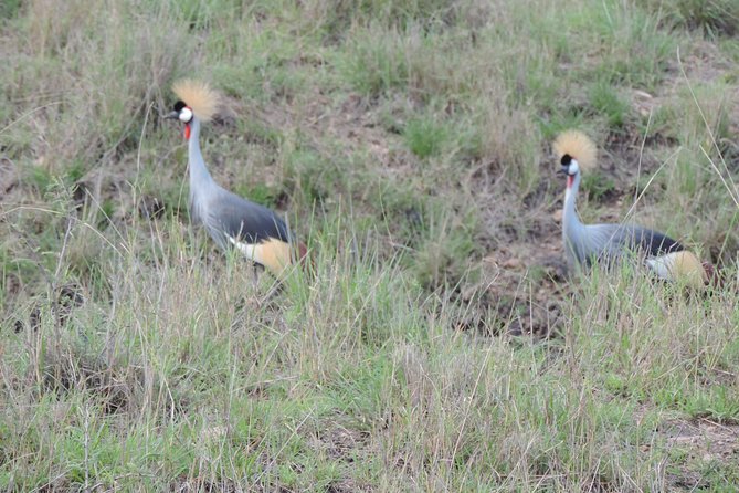 Thrilling 6 Days Amboseli-Lake Nakuru-Maasai Mara Budget Safari - Day 6: Back to Nairobi and lunch at Carnivore