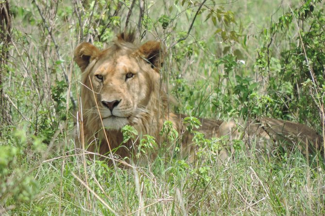 Thrilling 6 Days Amboseli-Lake Nakuru-Maasai Mara Budget Safari - Camp comfort, meals, and daily rhythm
