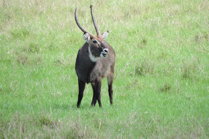 Thrilling 6 Days Amboseli-Lake Nakuru-Maasai Mara Budget Safari - Day 1: Nairobi to Amboseli and the first elephant search