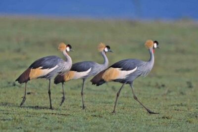Tour: Giraffe Center and Nairobi National Park