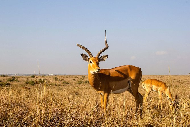 Tour: Giraffe Center and Nairobi National Park - What the private format is worth