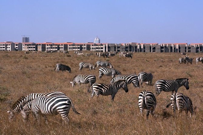 Tour: Giraffe Center and Nairobi National Park - Who should book this Nairobi tour?