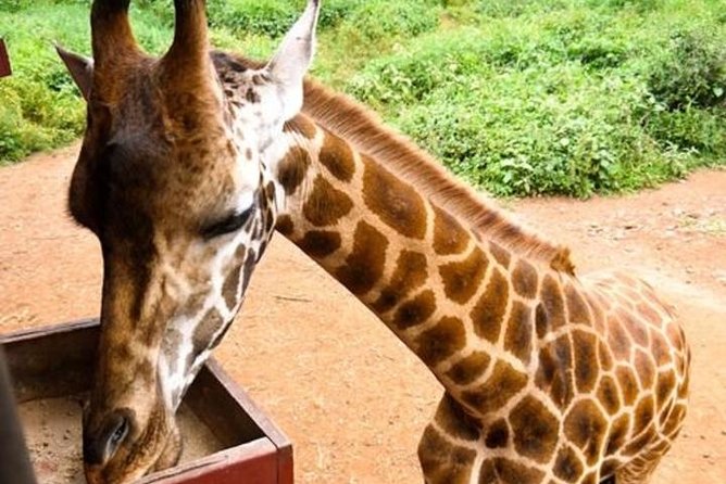 Tour Giraffe Center,Karen blixen and lunch carnivore restaurant - A Nairobi morning that begins with giraffes