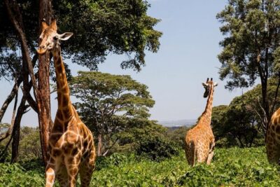 Tour Giraffe Center,Karen blixen and lunch carnivore restaurant