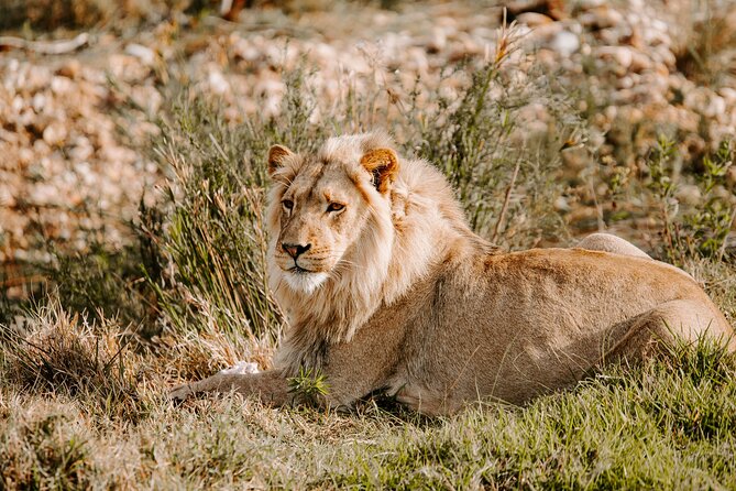 Tour Safari; Nairobi National Park - Key points to know before booking