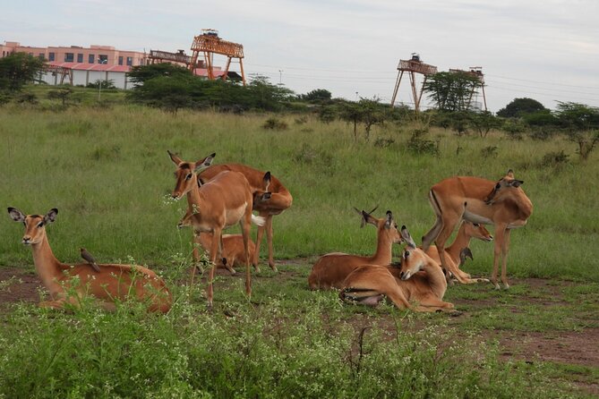 Tour Safari; Nairobi National Park - Why Nairobi National Park makes a strong short safari