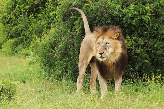 Tour Safari; Nairobi National Park - Is $41 a good value?