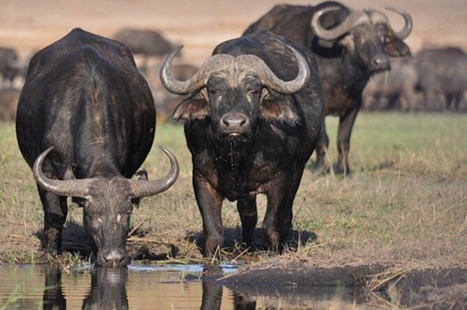 Tour Safari; Nairobi National Park - Practical advice for making the most of it