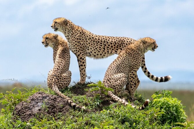 Tour Safari; Nairobi National Park - The 6:00 am pickup and open-roof 4x4