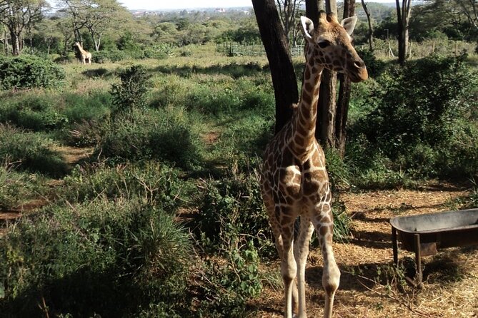 Tour to Giraffe Center from Nairobi - From Nairobi Pickup to the Giraffe Centre