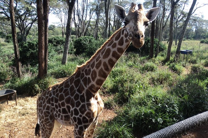 Tour to Giraffe Center from Nairobi - Should You Book the Giraffe Centre Tour?