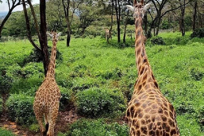 Tour to Giraffe Center from Nairobi - Who will enjoy this short Nairobi outing?