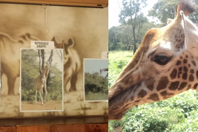 Tour to Giraffe Center from Nairobi - Smart ways to get more from the visit