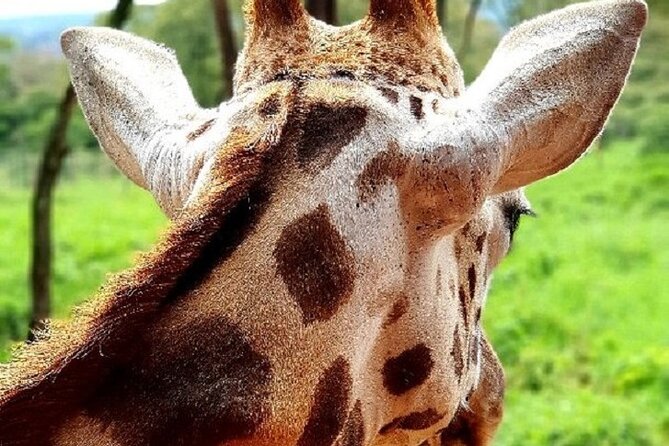 Tour to Giraffe Center from Nairobi - Should you book this Giraffe Centre tour?