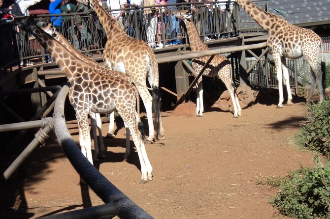 Tour to Giraffe Center from Nairobi - Two Hours Among the Giraffes