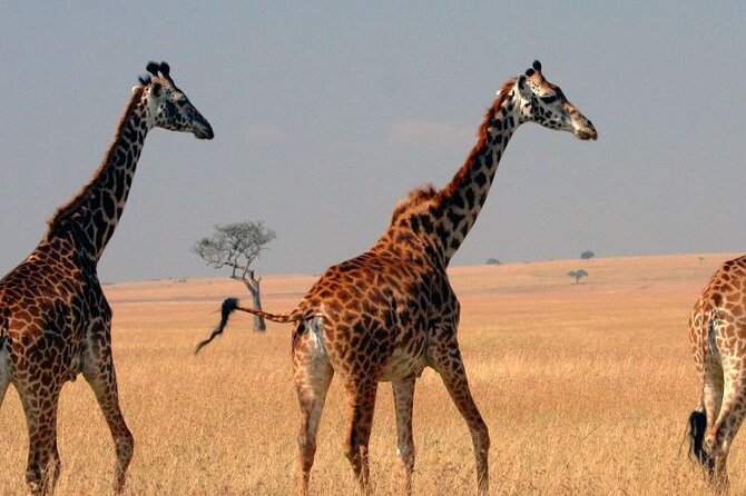 Tour to Hells Gate National park & L Naivasha boat ride - The 7 am departure from Nairobi