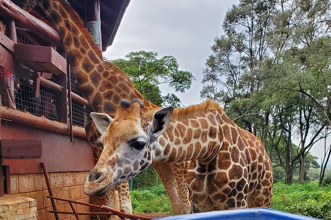 Tour to the Nairobi Giraffe Centre & Optional Elephant Orphanage - Seeing how Kazuri Beads are made