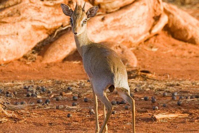 Tsavo East 1 Day Safari, Beach To Beach In 4wd Jeep - Who should book this day trip?