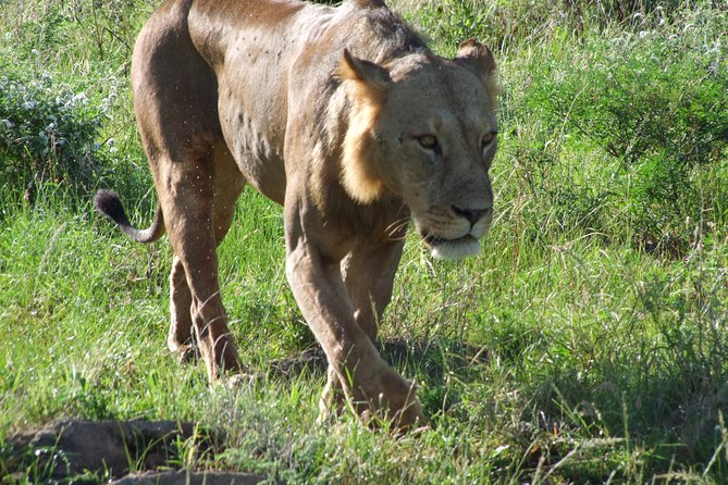 Tsavo East Amboseli and Tsavo West Safari 4 Days starting Malindi - Day 1: Tsavo East and the red elephants