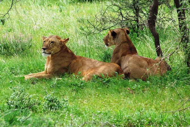 Tsavo East Amboseli and Tsavo West Safari 4 Days starting Malindi - Lodges, meals, and what the price covers