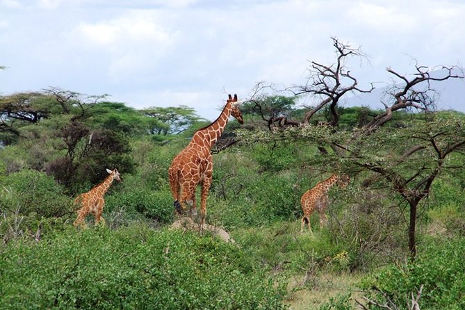 Tsavo East Amboseli and Tsavo West Safari 4 Days starting Malindi - What the praise tells you about the experience