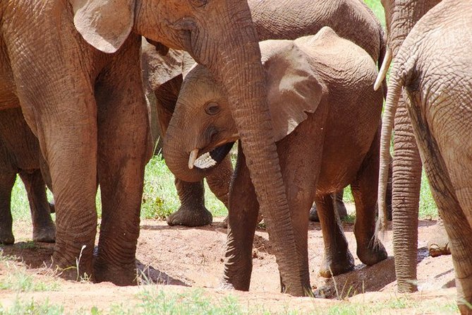 Tsavo East Amboseli and Tsavo West Safari 4 Days starting Malindi - Who should book this safari?