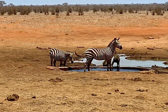 Tsavo East and Ngutuni Sanctuary Safari 3 days from Mombasa - The final morning is short but useful