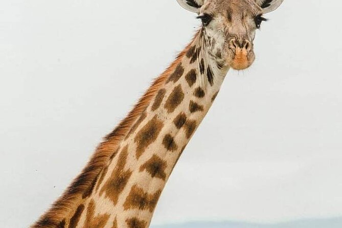 Tsavo East and Ngutuni Sanctuary Safari 3 days from Mombasa - Who will enjoy this safari most