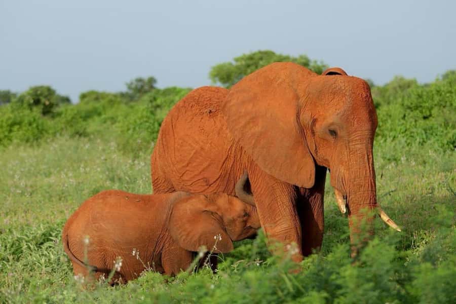 Tsavo East and Tsavo West Sanctuary Safari - Key points at a glance