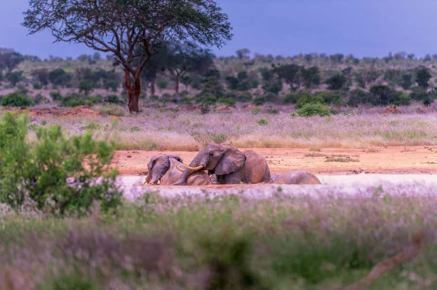 Tsavo East and Tsavo West Sanctuary Safari - Who gets the best value here