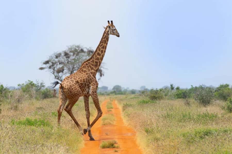 Tsavo East and Tsavo West Sanctuary Safari - Why this safari works as a three-day wildlife trip