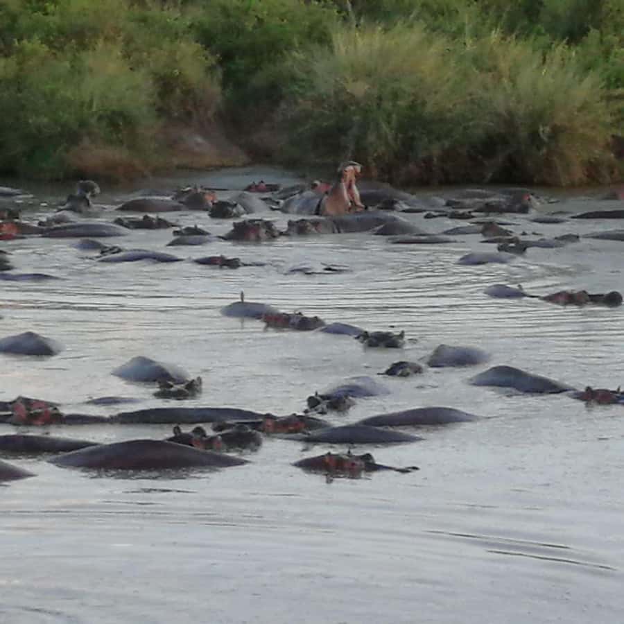 Tsavo East and Tsavo West Sanctuary Safari - Ngutuni Safari Lodge and its waterhole