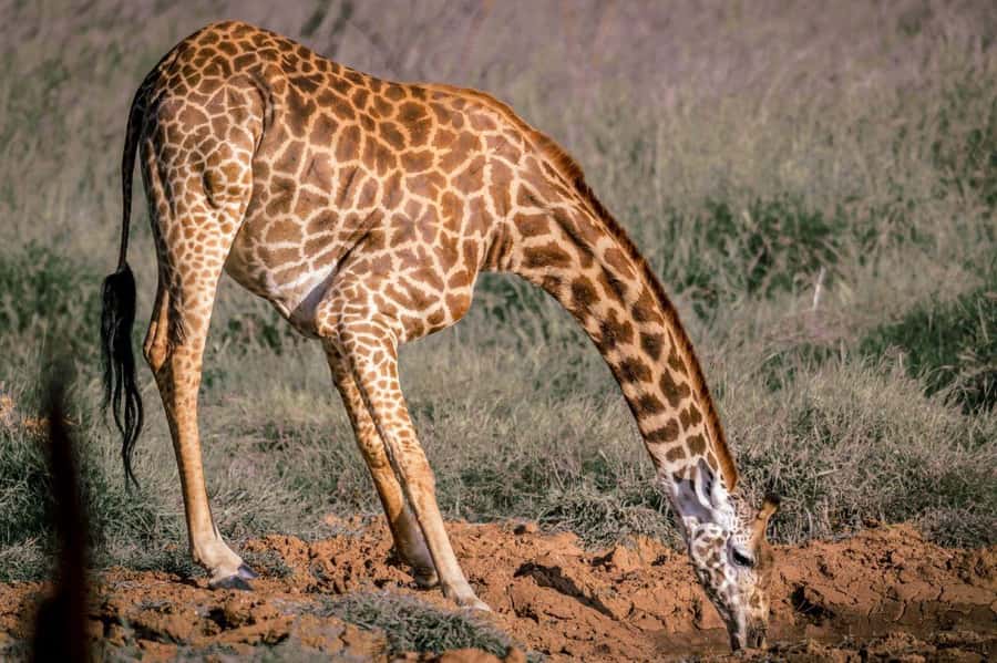 Tsavo East and Tsavo West Sanctuary Safari - Day two: early animals at Ngutuni