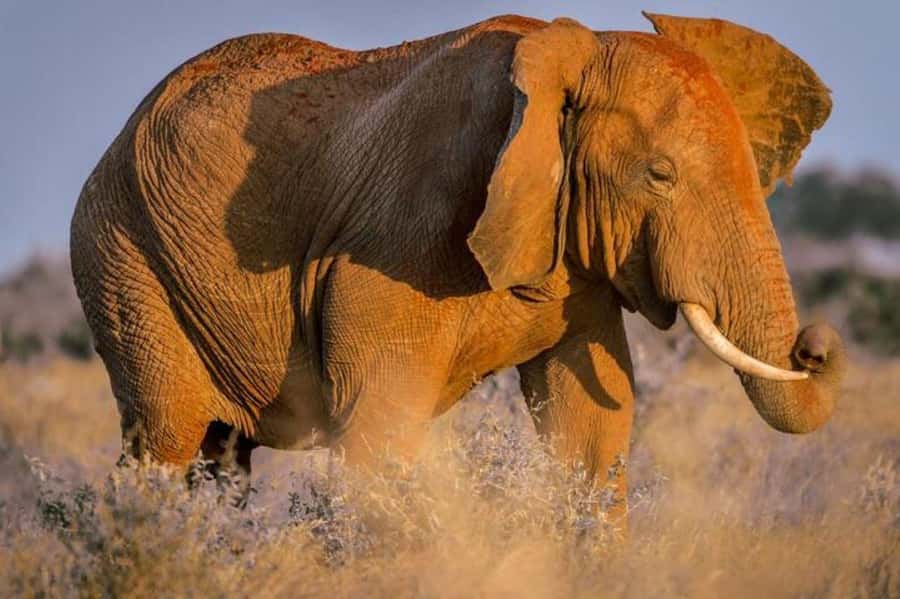 Tsavo East and Tsavo West Sanctuary Safari - Ziwani Dam: a slower look at the water