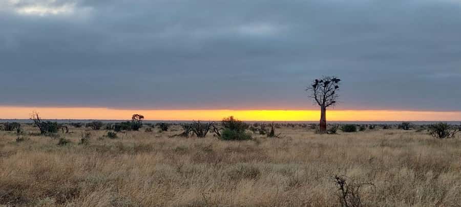 Tsavo East and Tsavo West Sanctuary Safari - Wildlife expectations and the honest limits