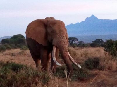 Tsavo East National Park: 2-Day Tour from Mombasa